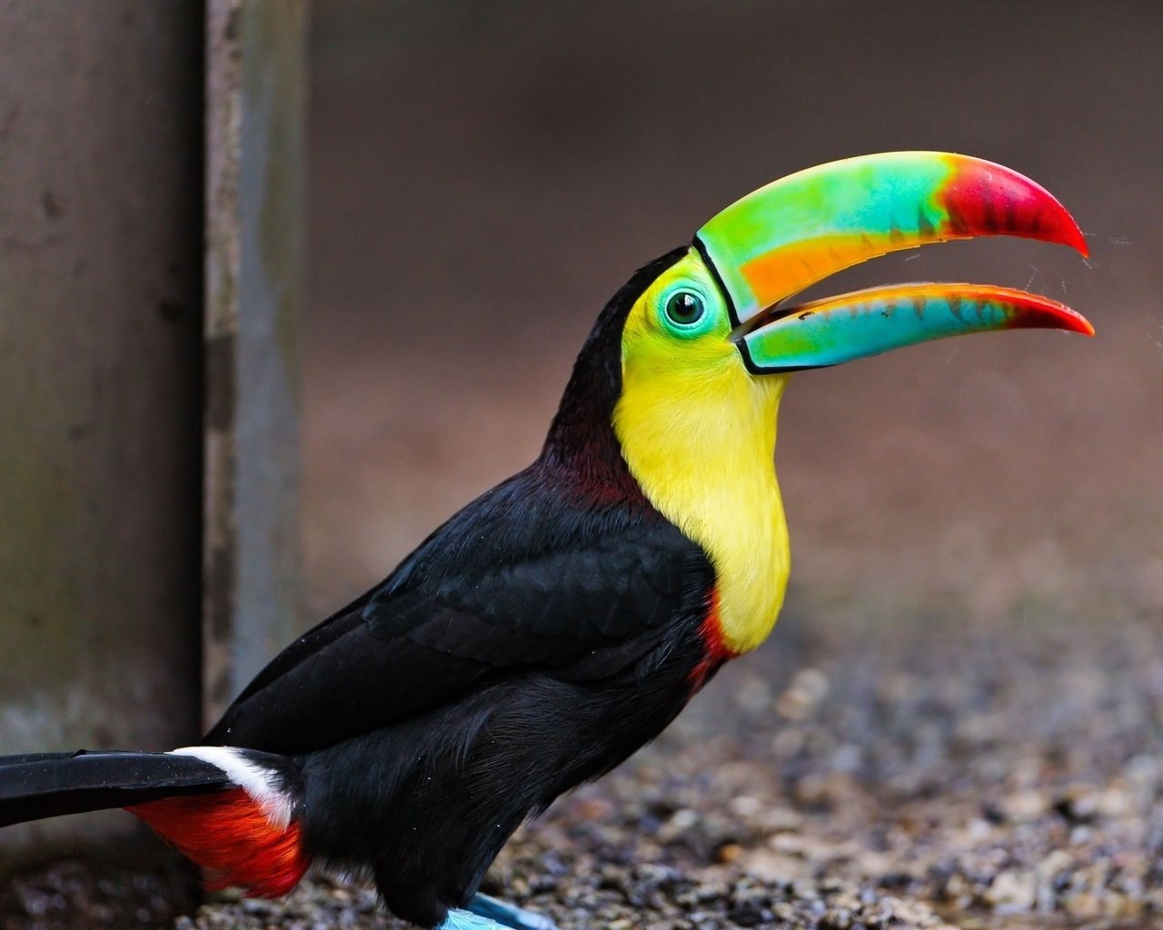 Обои птица, тукан, клюв, оперение, красивый тукан, bird, toucan, beak, tail, beautiful toucan разрешение 1920x1200 Загрузить