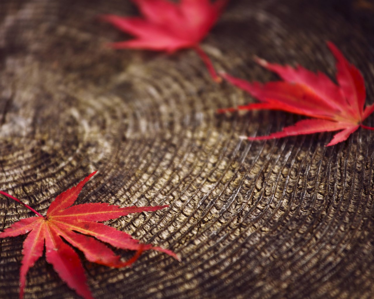 Обои листья, макро, красные, размытость, пенек, осенние, leaves, macro, red, blur, stump, autumn разрешение 2560x1600 Загрузить