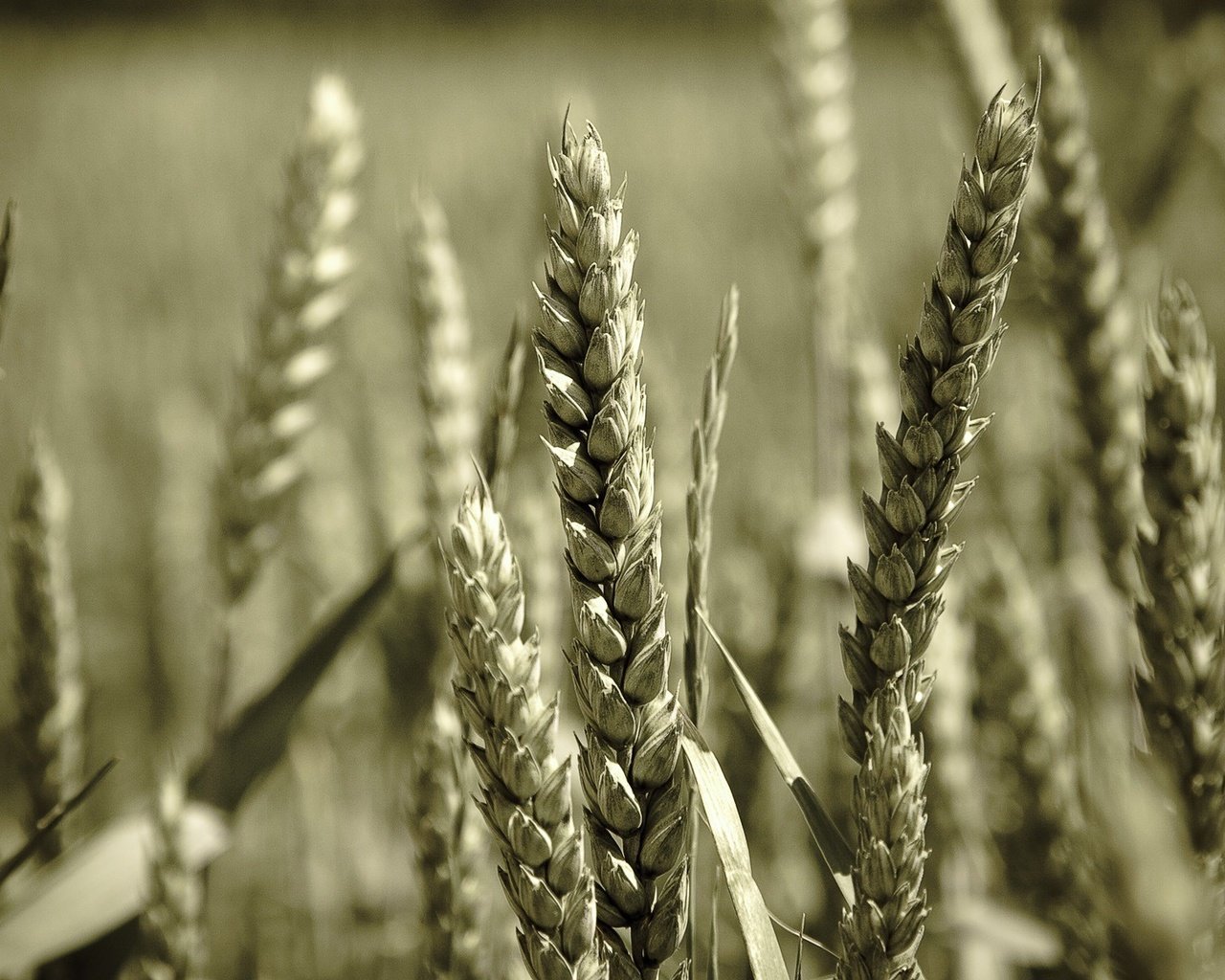 Обои макро, поле, колосья, пшеница, колоски, macro, field, ears, wheat, spikelets разрешение 1920x1200 Загрузить