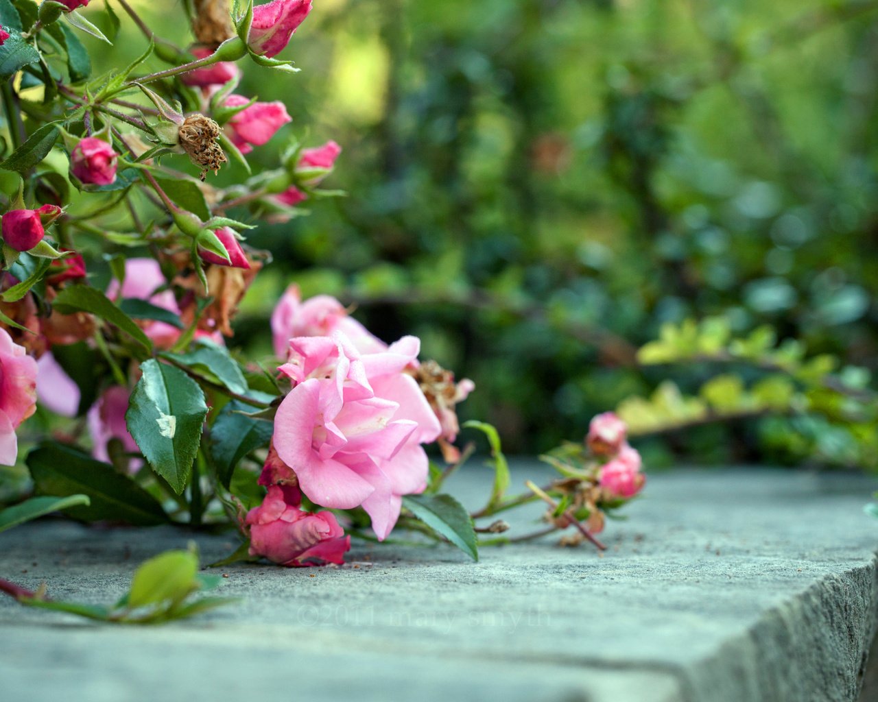 Обои цветы, розы, роза, розовый, куст, flowers, roses, rose, pink, bush разрешение 2560x1600 Загрузить
