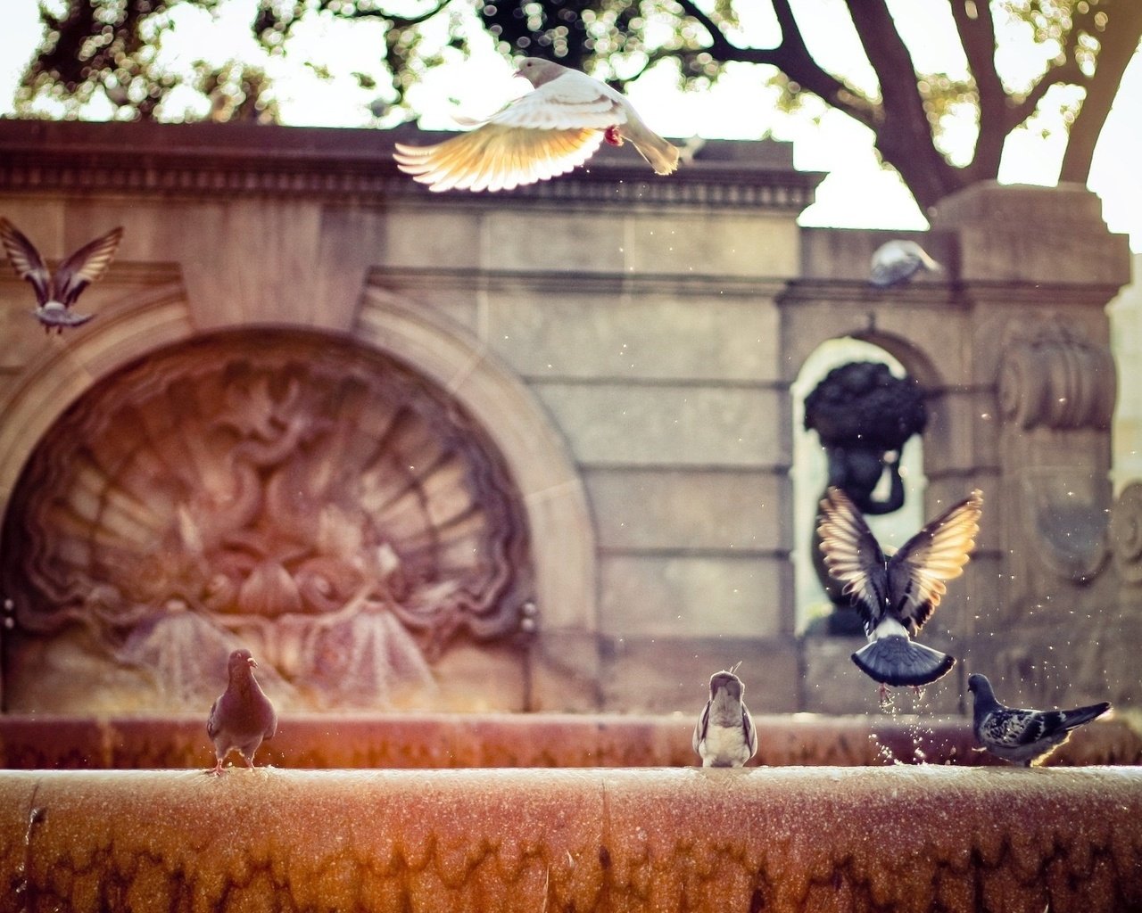 Обои фонтан, голуби, fountain, pigeons разрешение 2560x1440 Загрузить