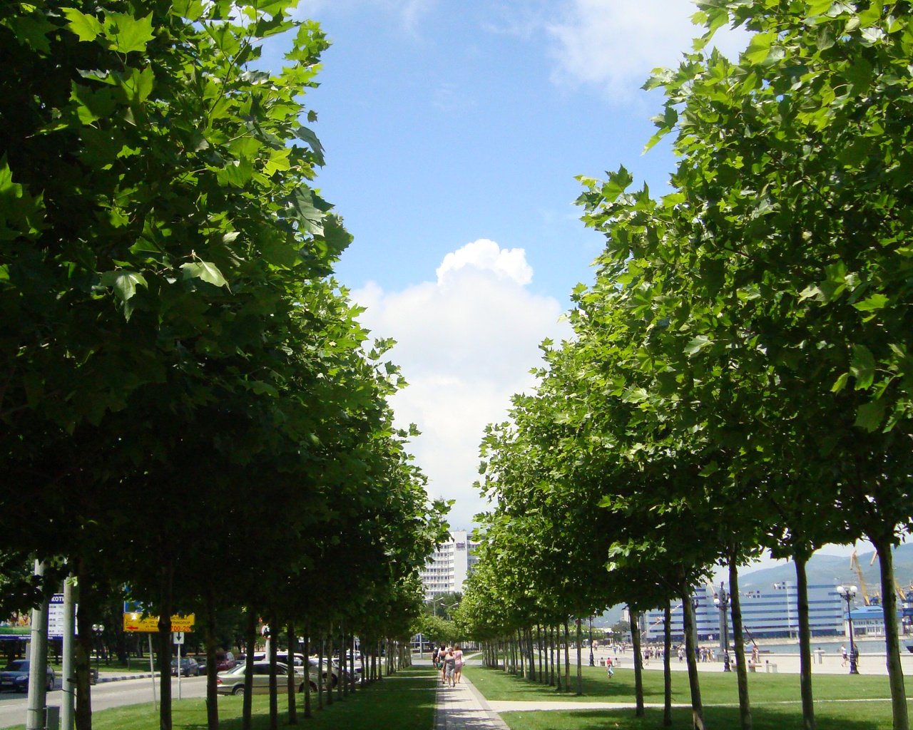 Обои деревья, россия, аллея, новосибирск, trees, russia, alley, novosibirsk разрешение 2448x3264 Загрузить