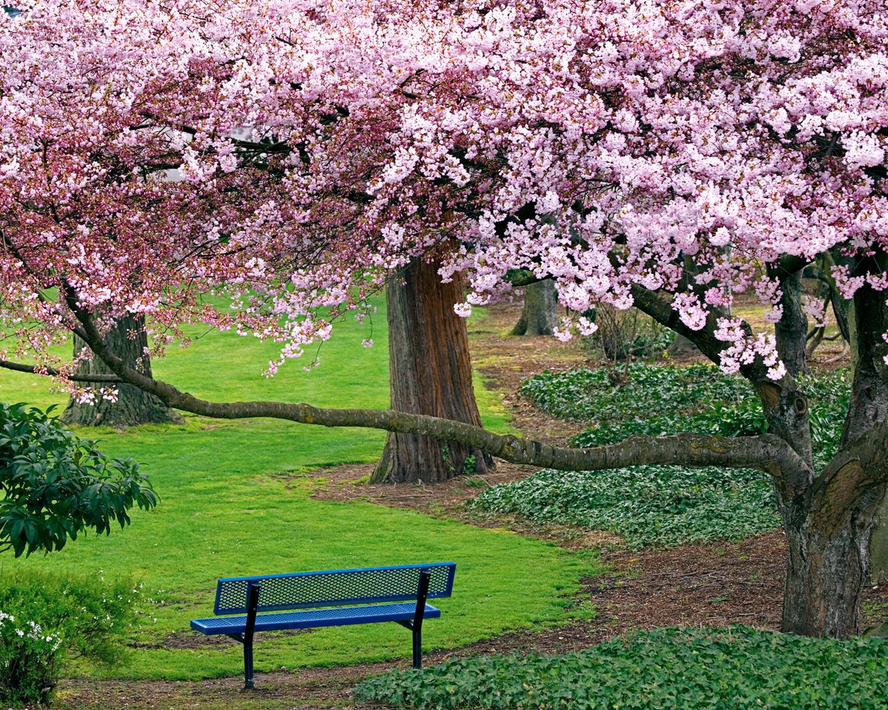 Обои деревья, природа, дорожка, весна, скамейка, сакура, цветущие, trees, nature, track, spring, bench, sakura, blooming разрешение 1920x1200 Загрузить