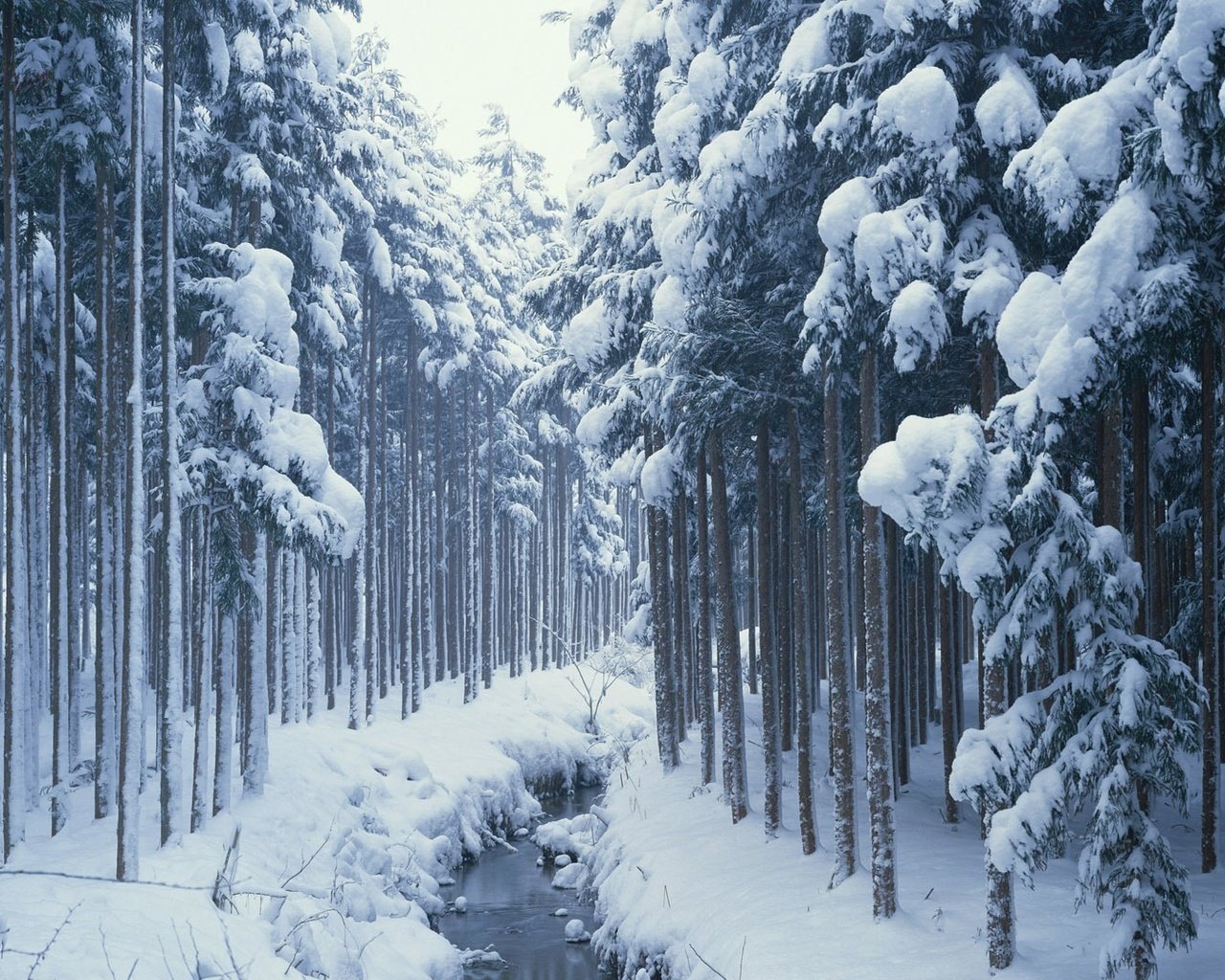 Обои деревья, снег, лес, зима, ручей, сосны, сугробы, хвойные, trees, snow, forest, winter, stream, pine, the snow, coniferous разрешение 1920x1080 Загрузить