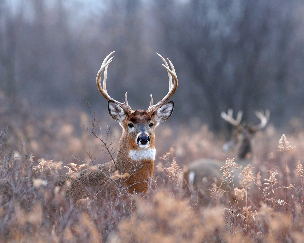 Обои трава, природа, лес, олень, листва, рога, олени, grass, nature, forest, deer, foliage, horns разрешение 1920x1200 Загрузить