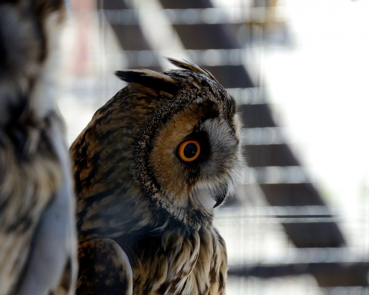 Обои глаза, сова, птица, перья, eyes, owl, bird, feathers разрешение 1920x1200 Загрузить