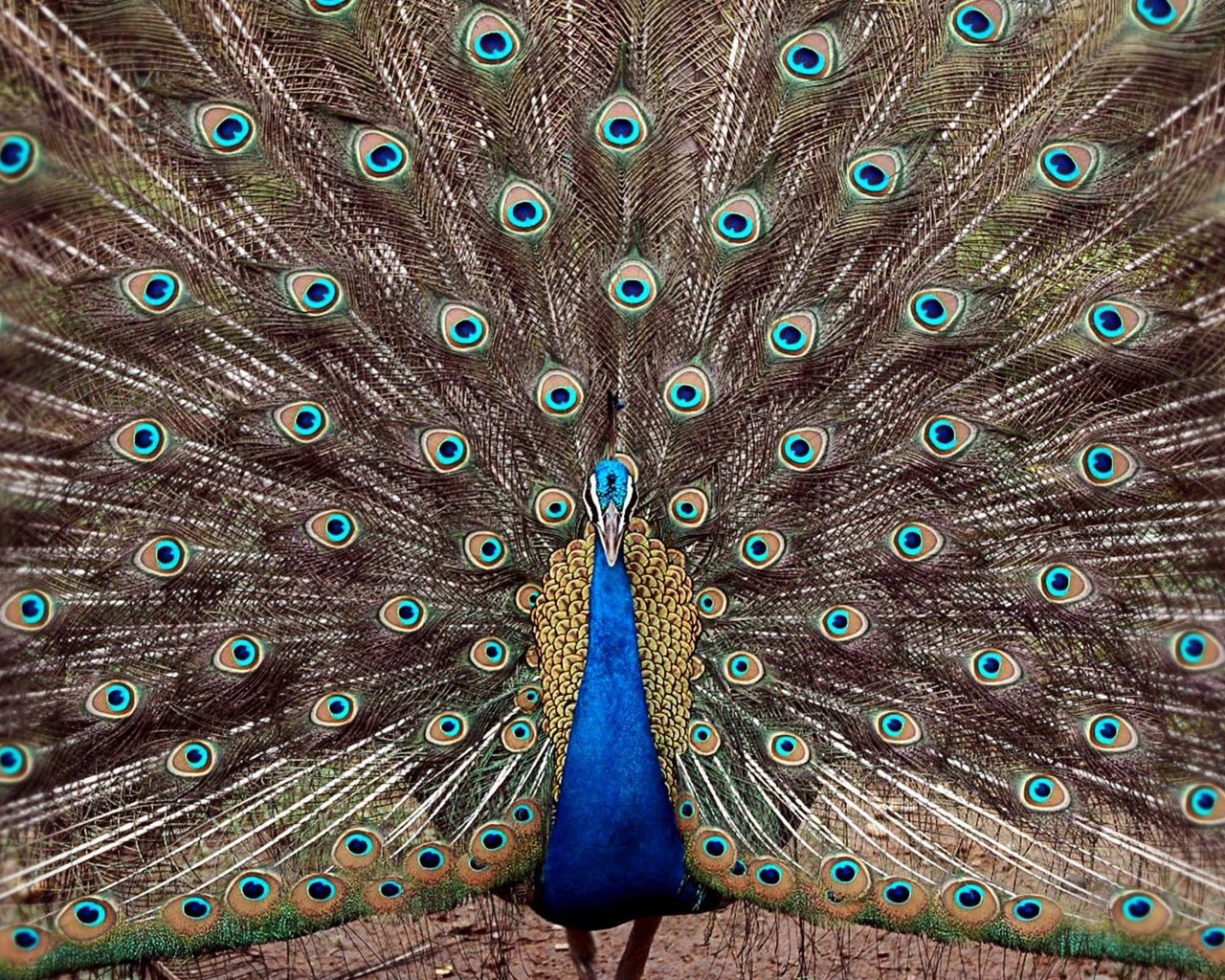 Обои птица, павлин, перья, хвост, bird, peacock, feathers, tail разрешение 1920x1200 Загрузить