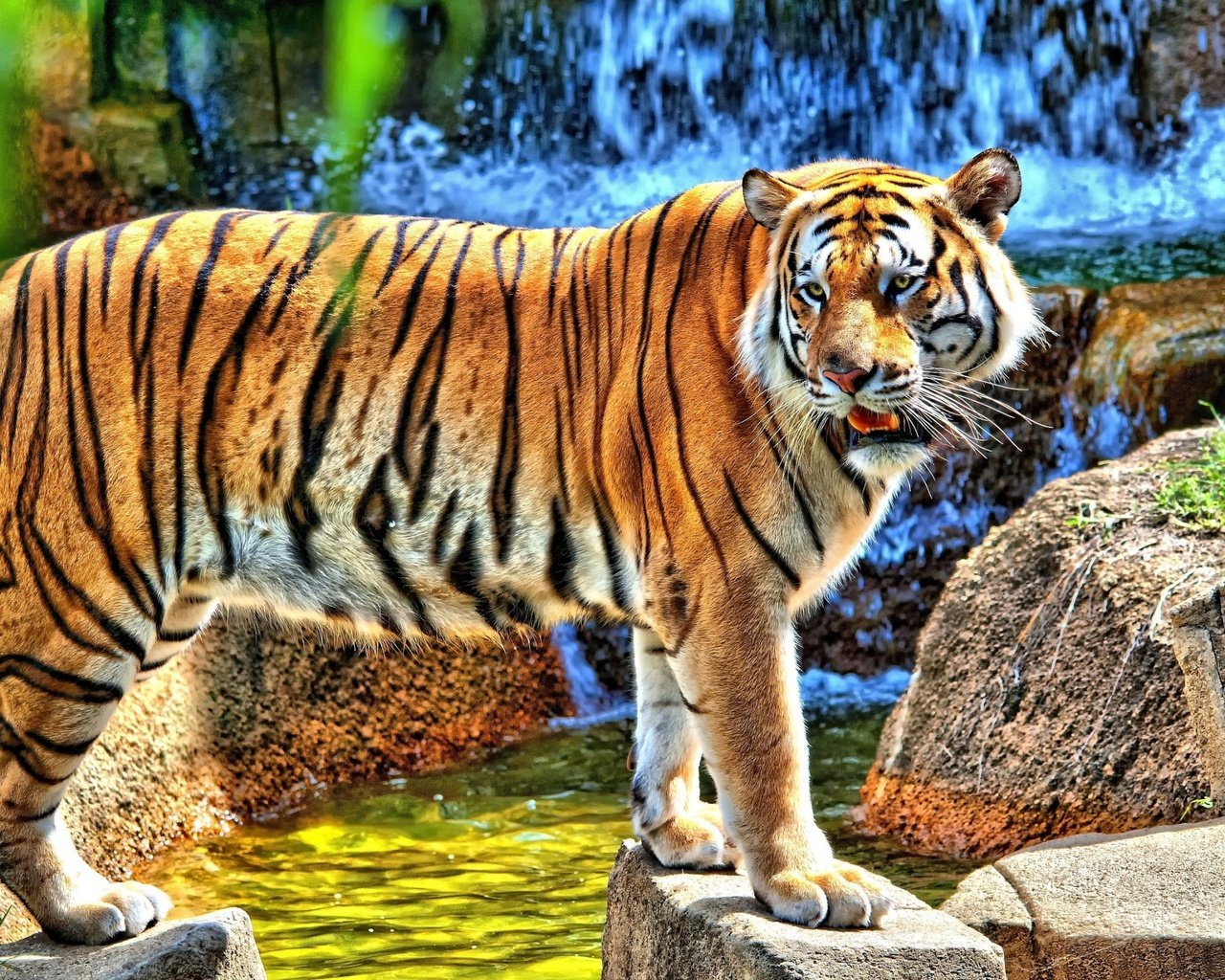 Обои тигр, вода, камни, водопад, смотрит, хищник, стоит, tiger, water, stones, waterfall, looks, predator, is разрешение 2560x1600 Загрузить