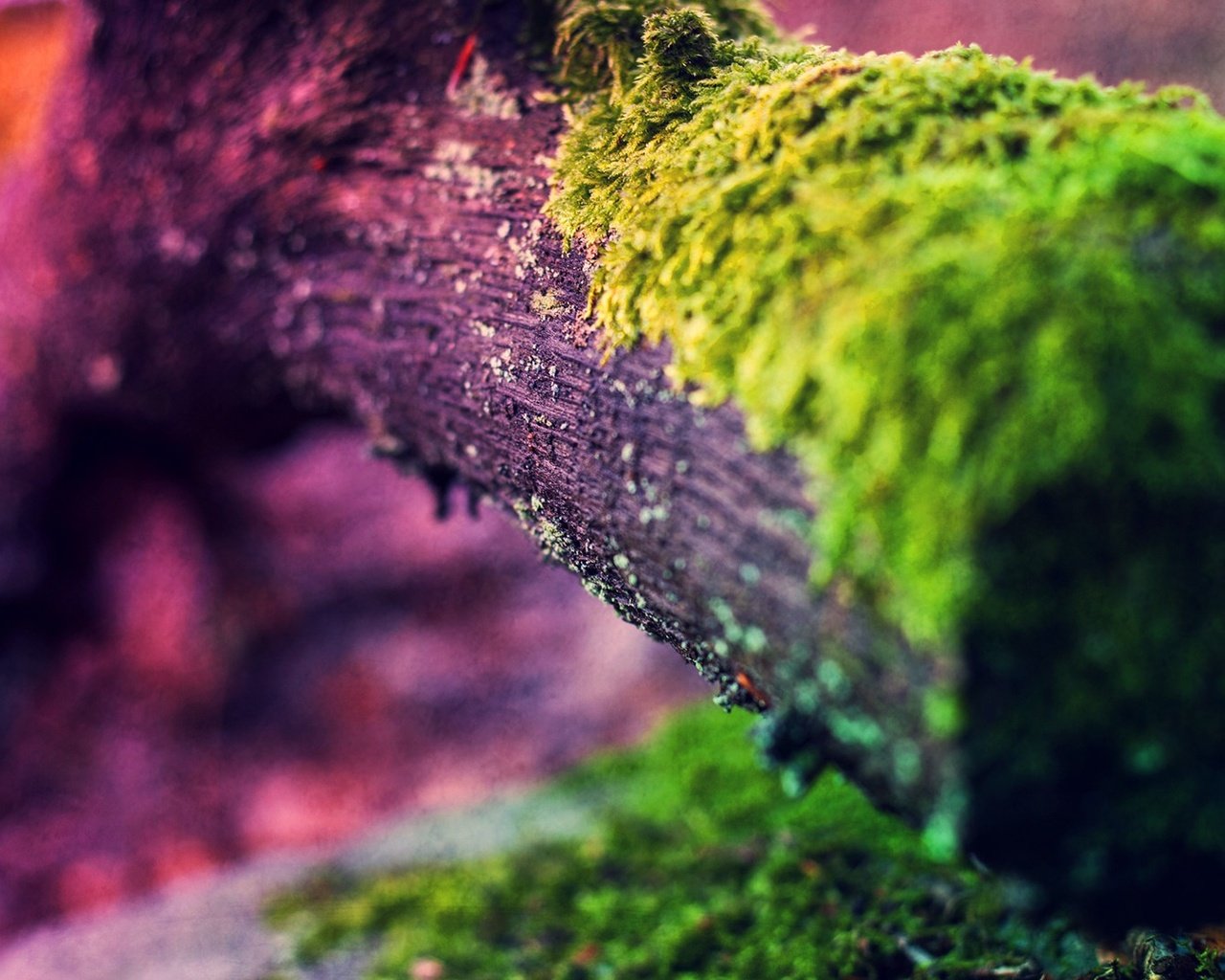 Обои свет, природа, дерево, макро, цвет, мох, ствол, light, nature, tree, macro, color, moss, trunk разрешение 1920x1080 Загрузить