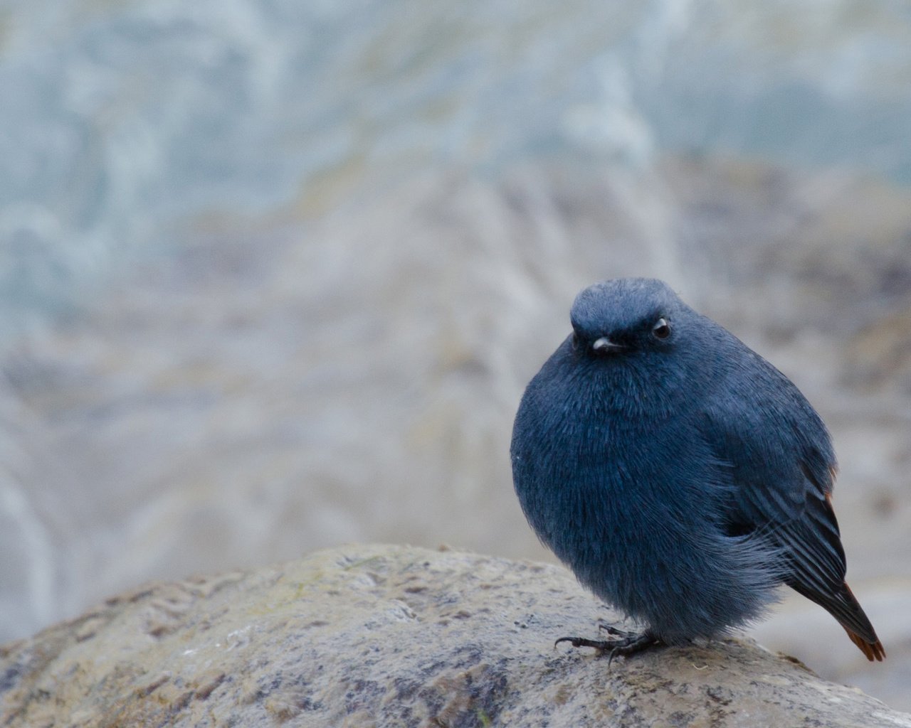 Обои фон, размытость, сидит, камень, птица, черная, background, blur, sitting, stone, bird, black разрешение 1920x1200 Загрузить