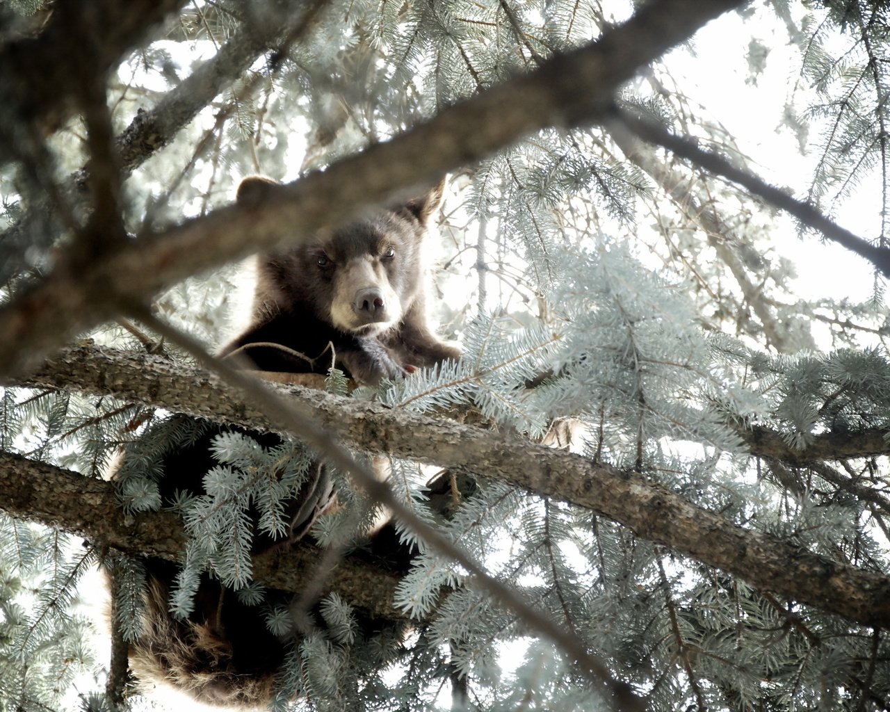 Обои природа, дерево, лес, хвоя, ветки, медведь, медвежонок, nature, tree, forest, needles, branches, bear разрешение 2560x1600 Загрузить