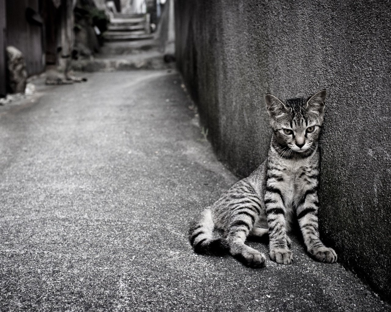 Обои кошка, одиночество, улица, кот.полосатый, cat, loneliness, street, cat.striped разрешение 2560x1600 Загрузить