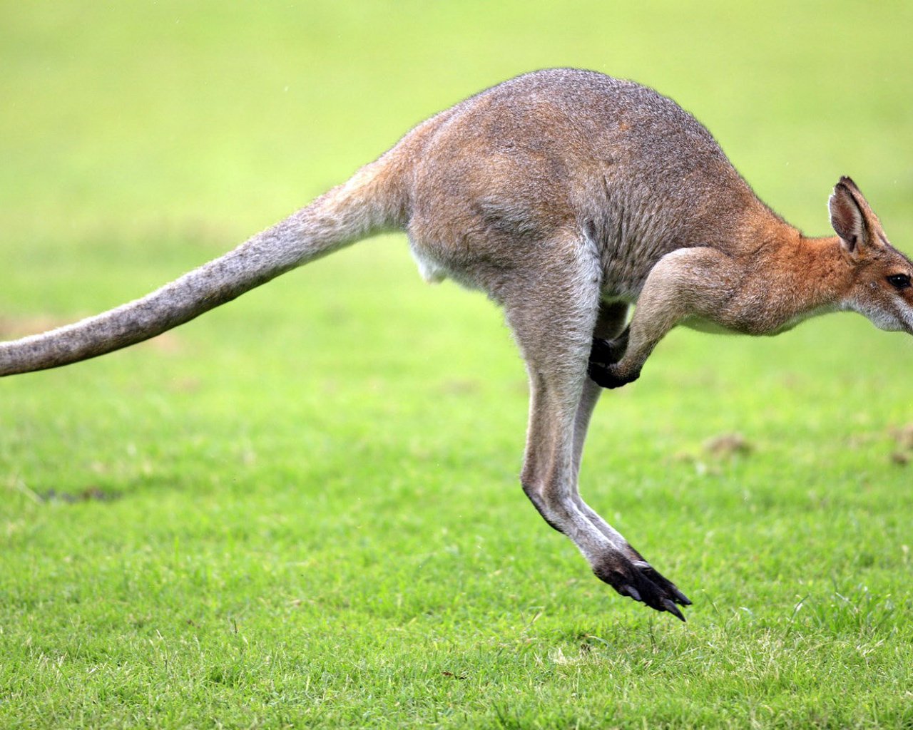 Обои трава, прыжок, животное, кенгуру, австралийский, сумчатое животное, grass, jump, animal, kangaroo, australian, marsupial разрешение 1920x1080 Загрузить