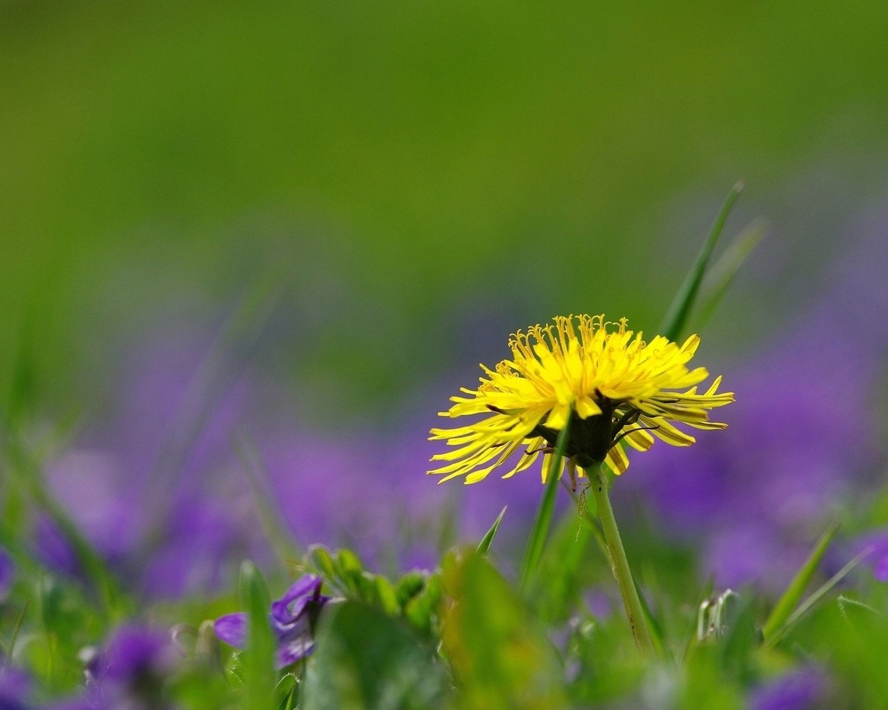 Обои трава, природа, цветок, поле, лето, одуванчик, grass, nature, flower, field, summer, dandelion разрешение 1920x1200 Загрузить