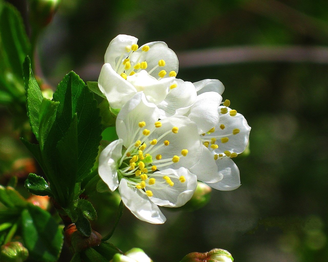 Обои цветы, цветение, весна, вишня, белые, flowers, flowering, spring, cherry, white разрешение 1920x1440 Загрузить