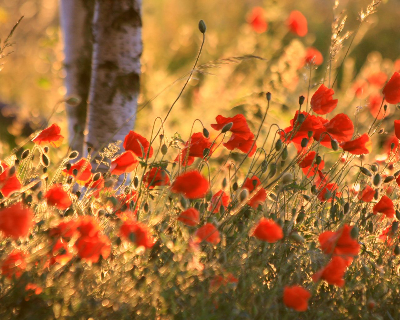 Обои поле, лето, маки, field, summer, maki разрешение 1920x1200 Загрузить