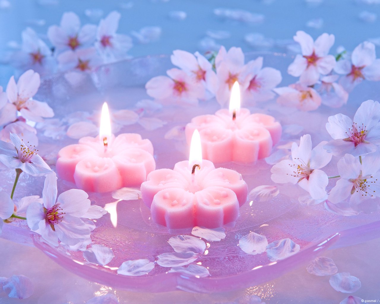 Обои свечи, сакура, японская вишня, candles, sakura, japanese cherry разрешение 1920x1200 Загрузить