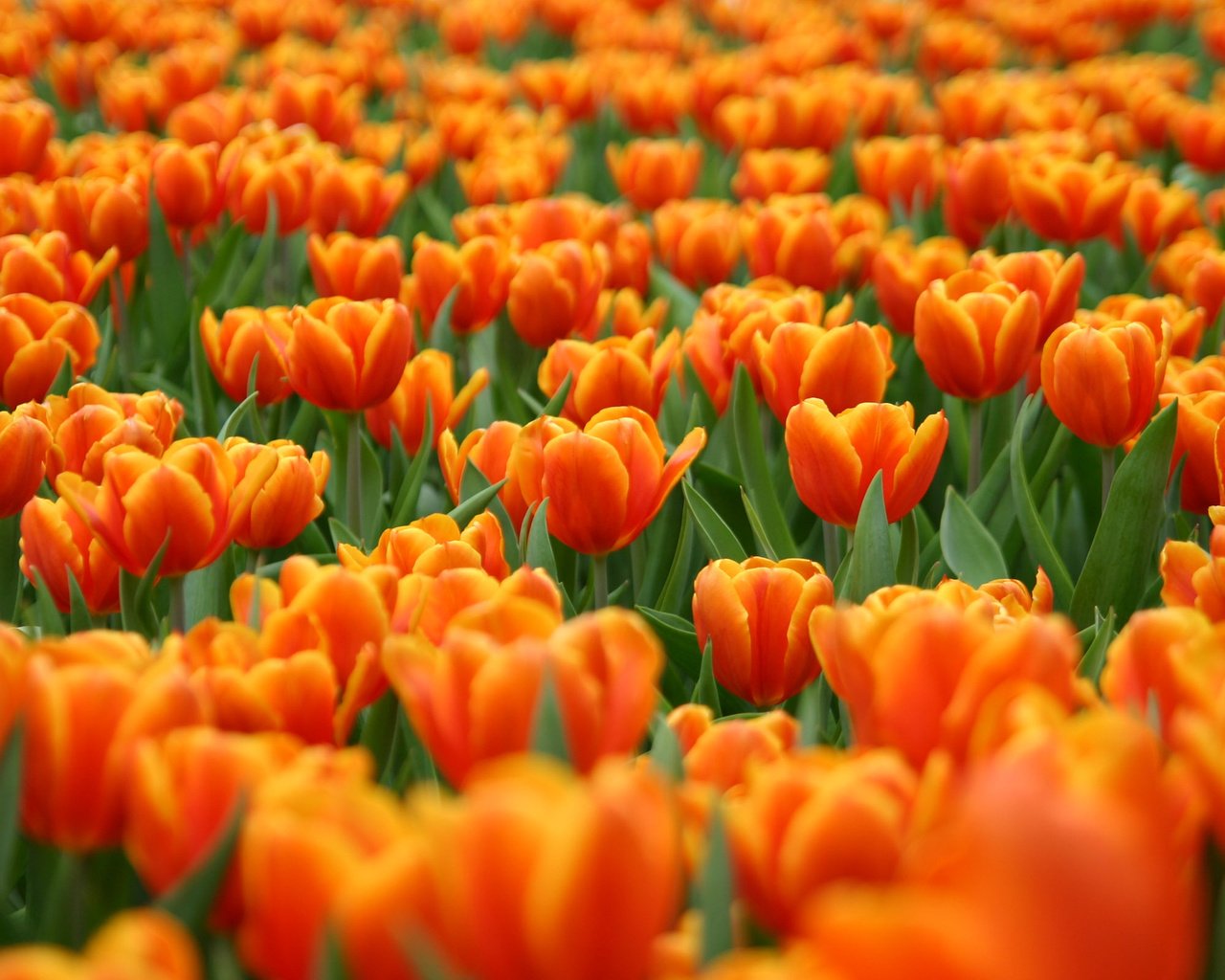 Обои cvety, polyana, tyulpany, krasnye, oranzhevye разрешение 2560x1600 Загрузить