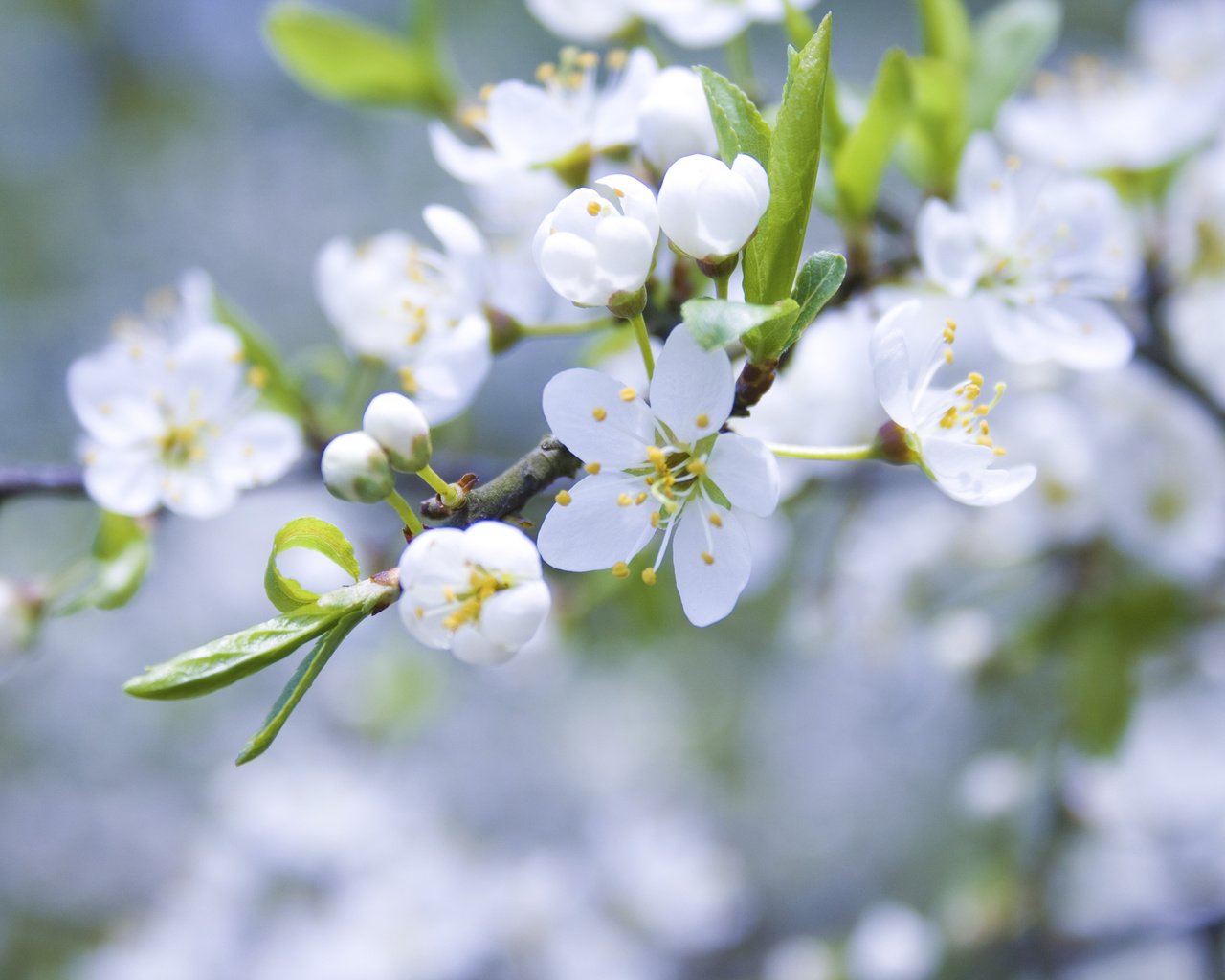 Обои цветение, ветки, весна, яблоня, cvety, belye, yablonya, cvetenie, butony, vetk, леспестки, flowering, branches, spring, apple, lepestki разрешение 3888x2592 Загрузить