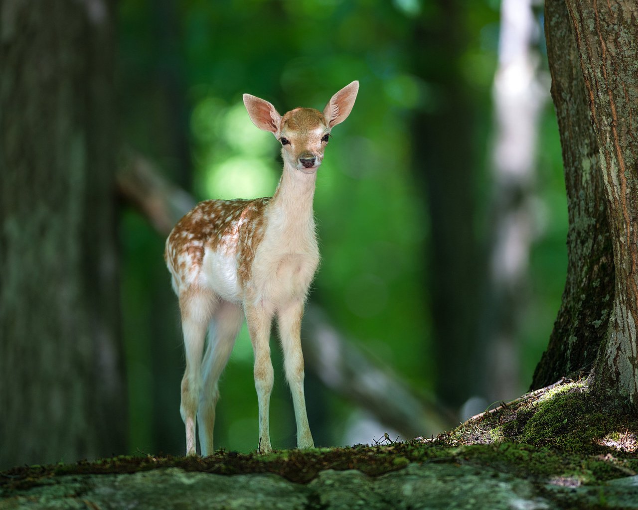 Обои свет, деревья, природа, лес, олень, животные, олененок, light, trees, nature, forest, deer, animals, fawn разрешение 2560x1600 Загрузить