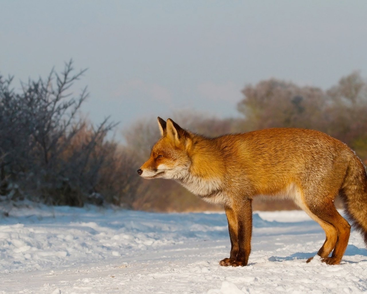 Обои снег, зима, рыжая, лиса, лисица, охота, внимательность, snow, winter, red, fox, hunting, care разрешение 2560x1600 Загрузить