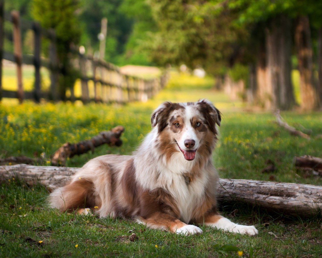 Обои поле, лето, собака, австралийская овчарка, field, summer, dog, australian shepherd разрешение 2560x1600 Загрузить