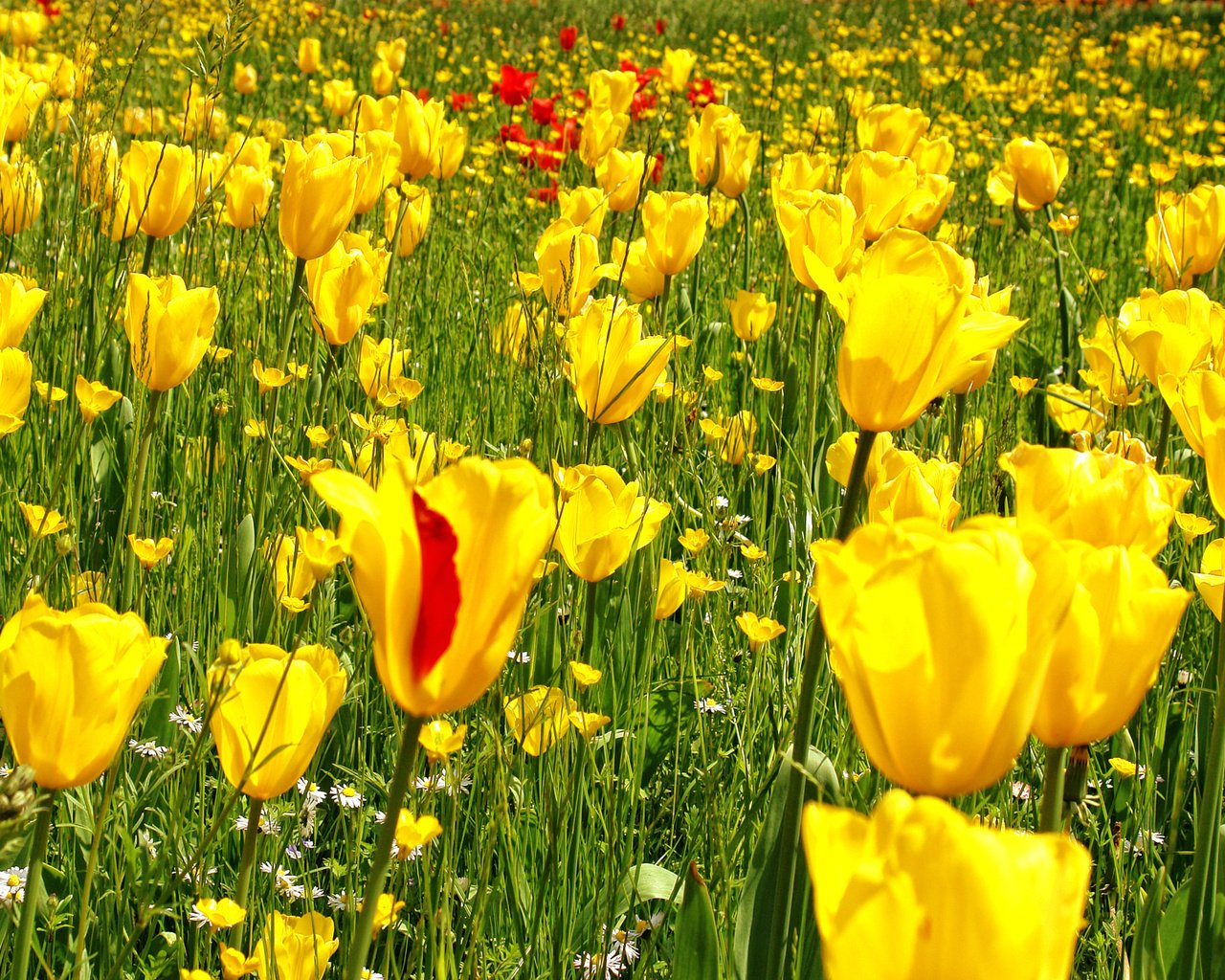 Обои цветы, трава, желтый, фото, поле, весна, тюльпаны, flowers, grass, yellow, photo, field, spring, tulips разрешение 1920x1200 Загрузить