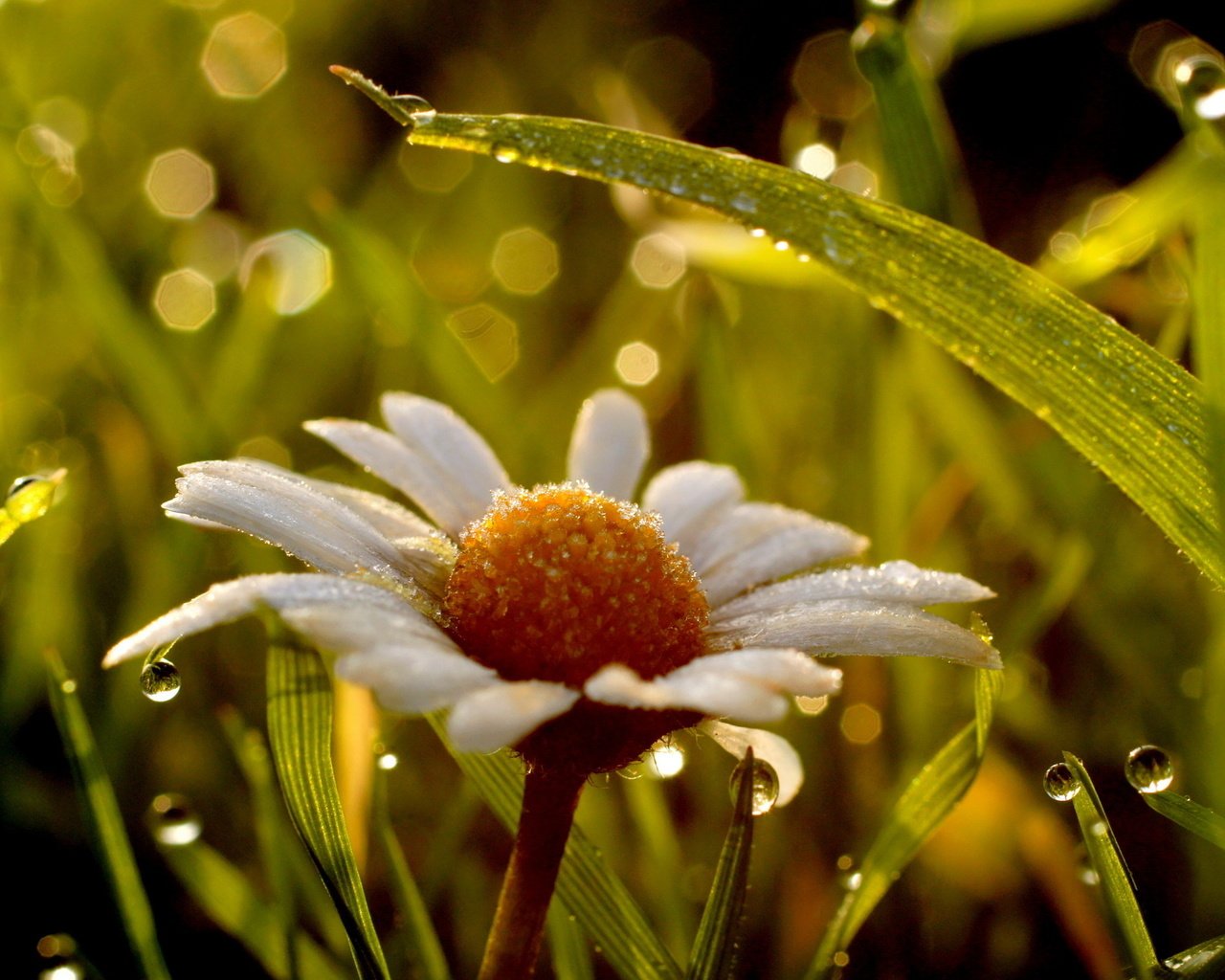 Обои цветы, трава, листья, роса, ромашка, ромашки, flowers, grass, leaves, rosa, daisy, chamomile разрешение 2560x1440 Загрузить