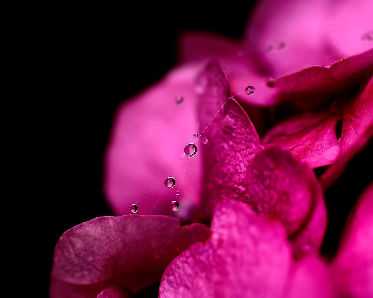 Обои вода, макро, капли, лепестки, паутинка, water, macro, drops, petals, gossamer разрешение 1920x1440 Загрузить