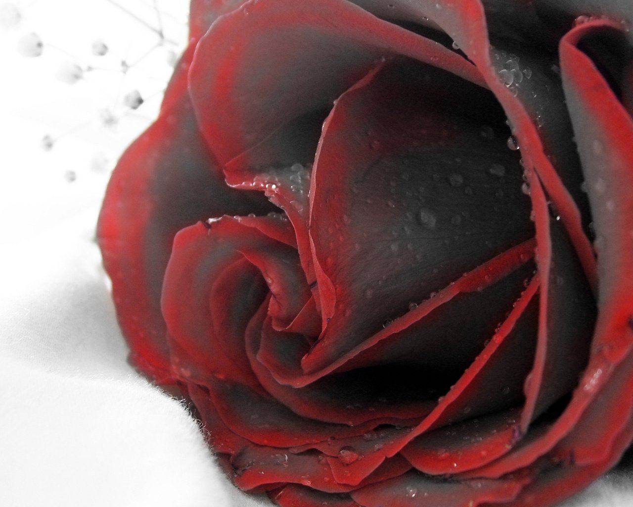 Обои макро, роза, красная, бутое, macro, rose, red, bute разрешение 2560x1440 Загрузить