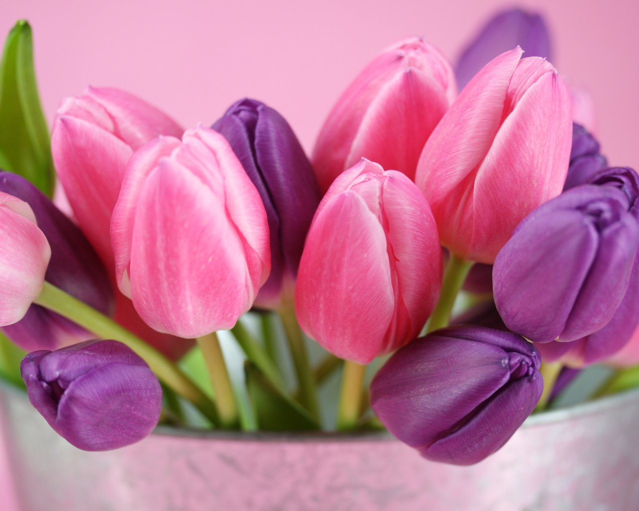 Обои букет, тюльпаны, cvety, rozovyj, fioletovyj, tyulpany, butony, ведерко, bouquet, tulips, bucket разрешение 3504x2336 Загрузить