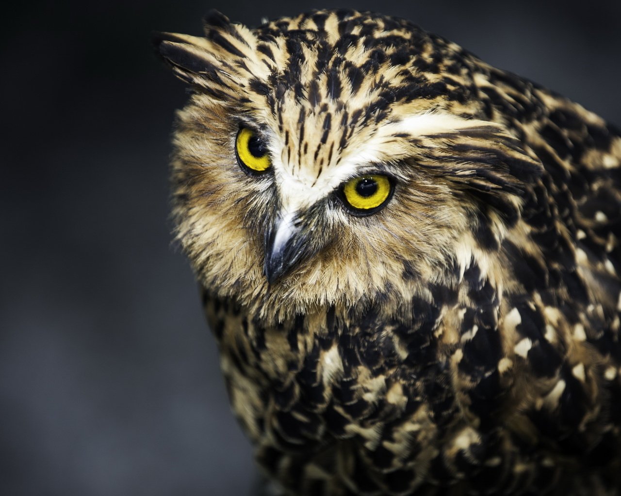 Обои сова, взгляд, хищник, птица, черный фон, перья, owl, look, predator, bird, black background, feathers разрешение 2560x1600 Загрузить