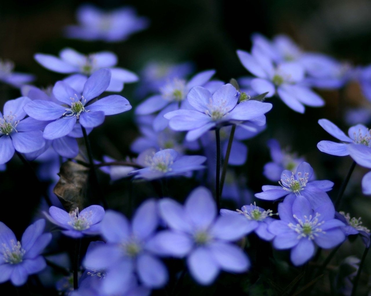 Обои цветы, растения, макро, голубые, синие, cvety, makro, rasteniya, sinie, golubye, печёночница, flowers, plants, macro, blue, pechenocna разрешение 2560x1440 Загрузить