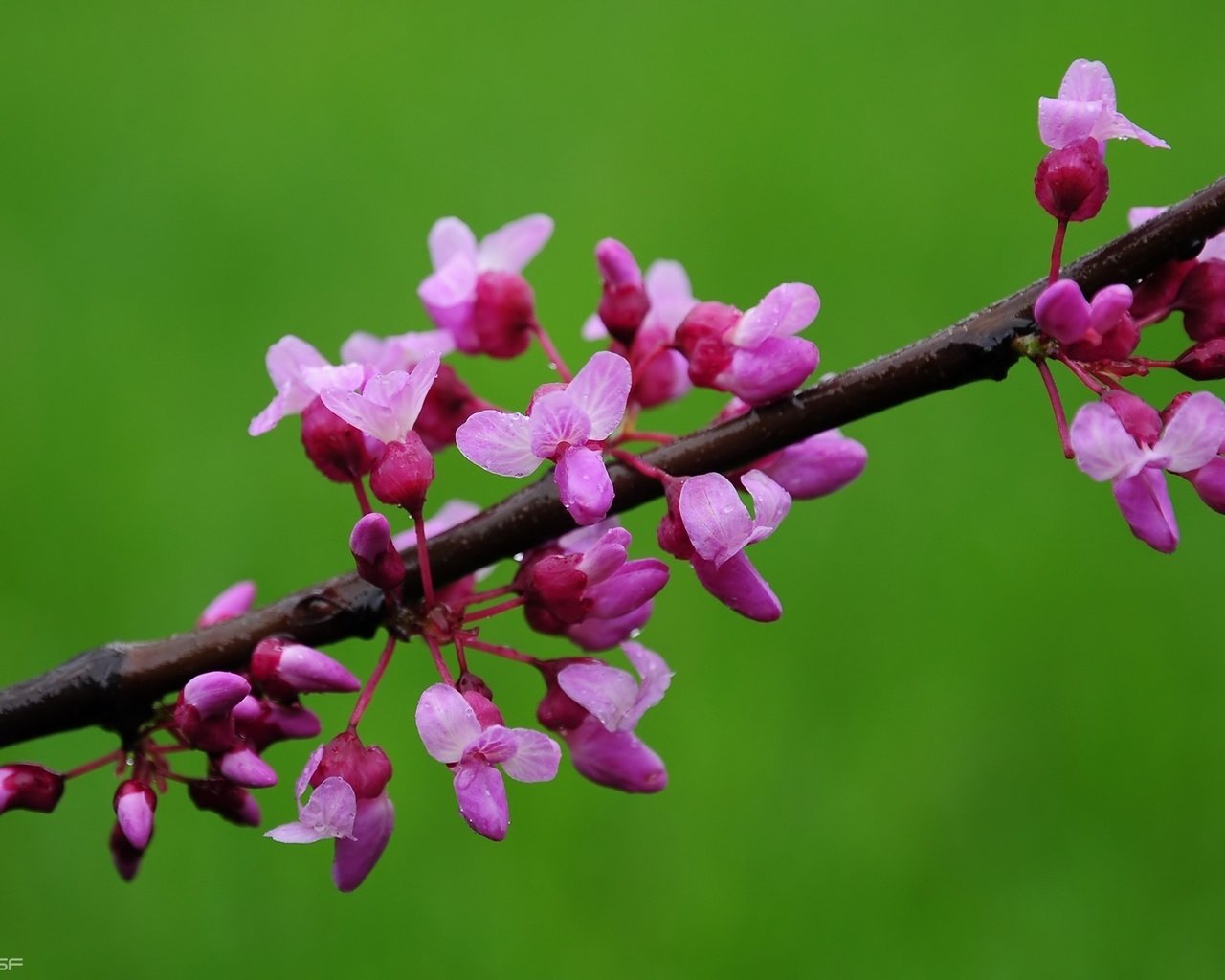 Обои цветы, цветение, весна, миндаль, flowers, flowering, spring, almonds разрешение 1920x1200 Загрузить