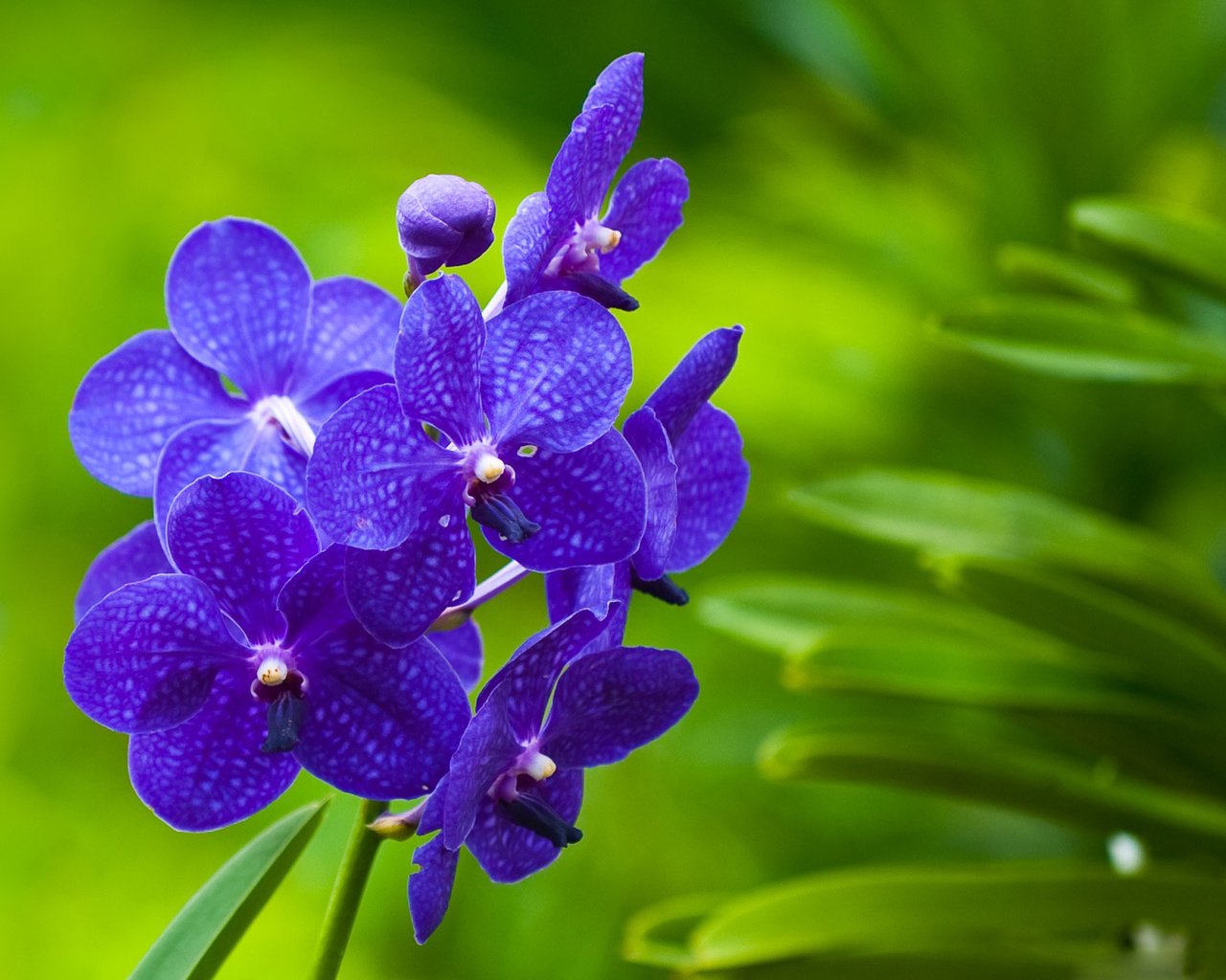 Обои зеленый фон, фиолетовые, орхидеи, фаленопсис, cvety, zelen, orxidei, rastenie, green background, purple, orchids, phalaenopsis разрешение 1920x1200 Загрузить