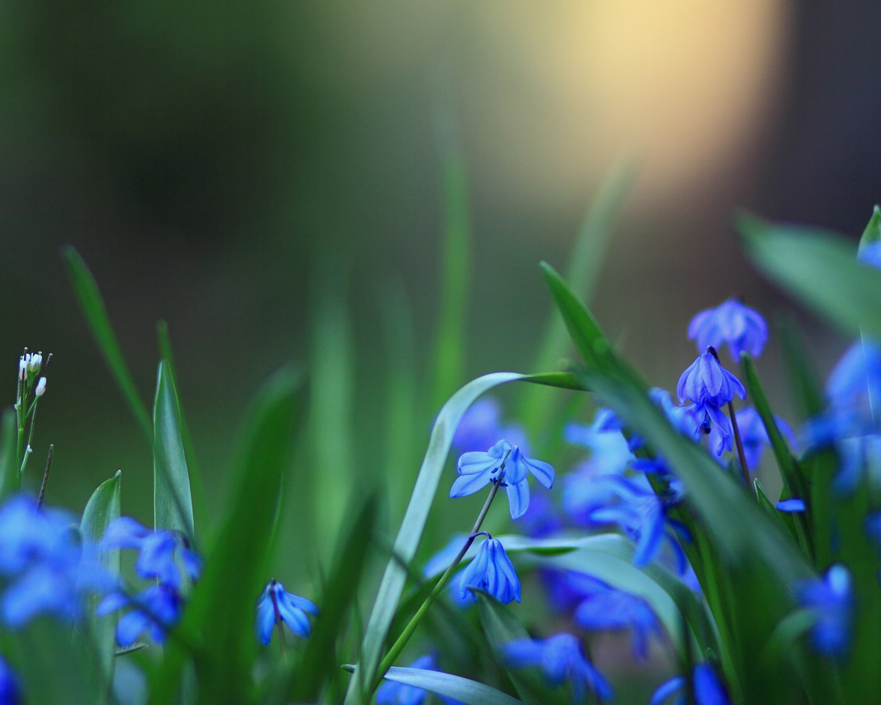 Обои cvety, rozmytost, sinie разрешение 2560x1700 Загрузить