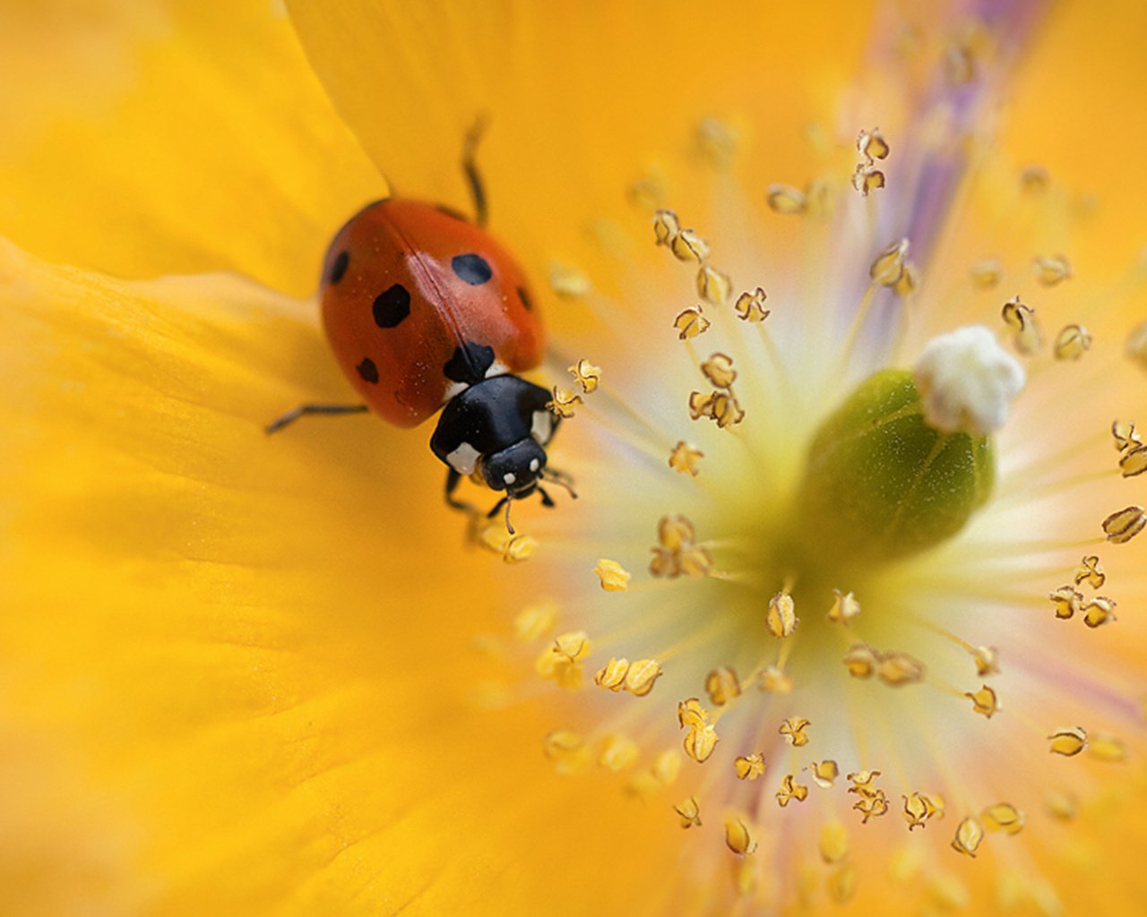 Обои красивый цветок, божья коровка для рабочего стола, beautiful flower, ladybug for your desktop разрешение 2560x1600 Загрузить