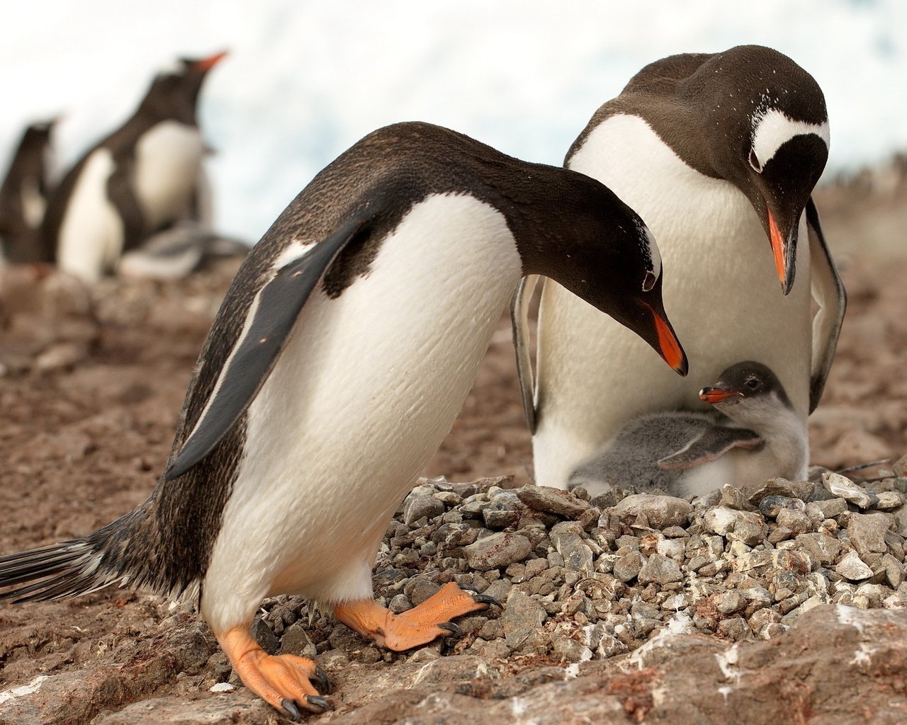 Обои камни, животные, птицы, пингвины, антарктика, пингвинята, stones, animals, birds, penguins, antarctica, babies разрешение 2560x1600 Загрузить