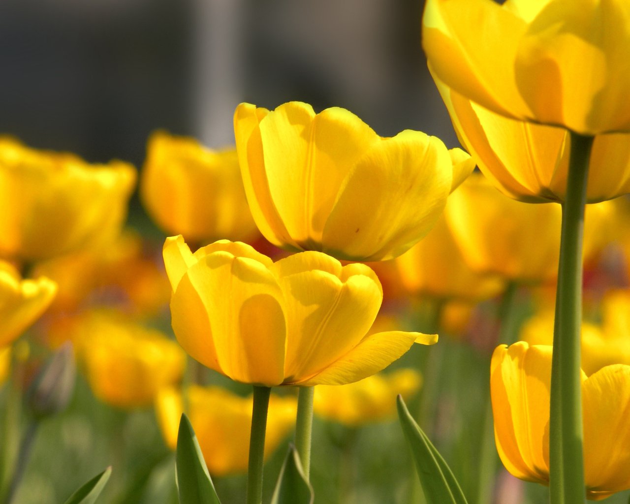 Обои цветы, тюльпаны, желтые, cvety, tyulpany, butony, zhyoltye, леспестки, flowers, tulips, yellow, lepestki разрешение 2560x1440 Загрузить