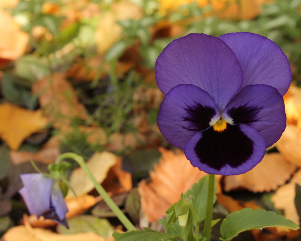 Обои цветок, фиолетовый, анютины глазки, fioletovyj, cvetok, osen, fialka, фиалка, flower, purple, pansy, violet разрешение 4272x2848 Загрузить