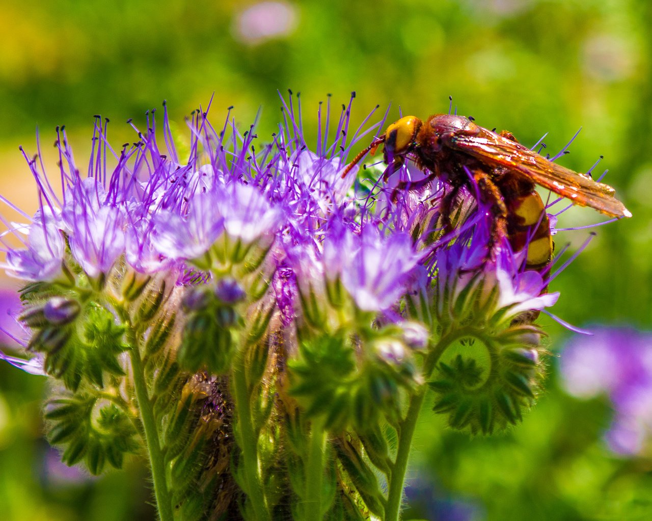 Обои макро, цветок, пчела, оса, macro, flower, bee, osa разрешение 1920x1080 Загрузить