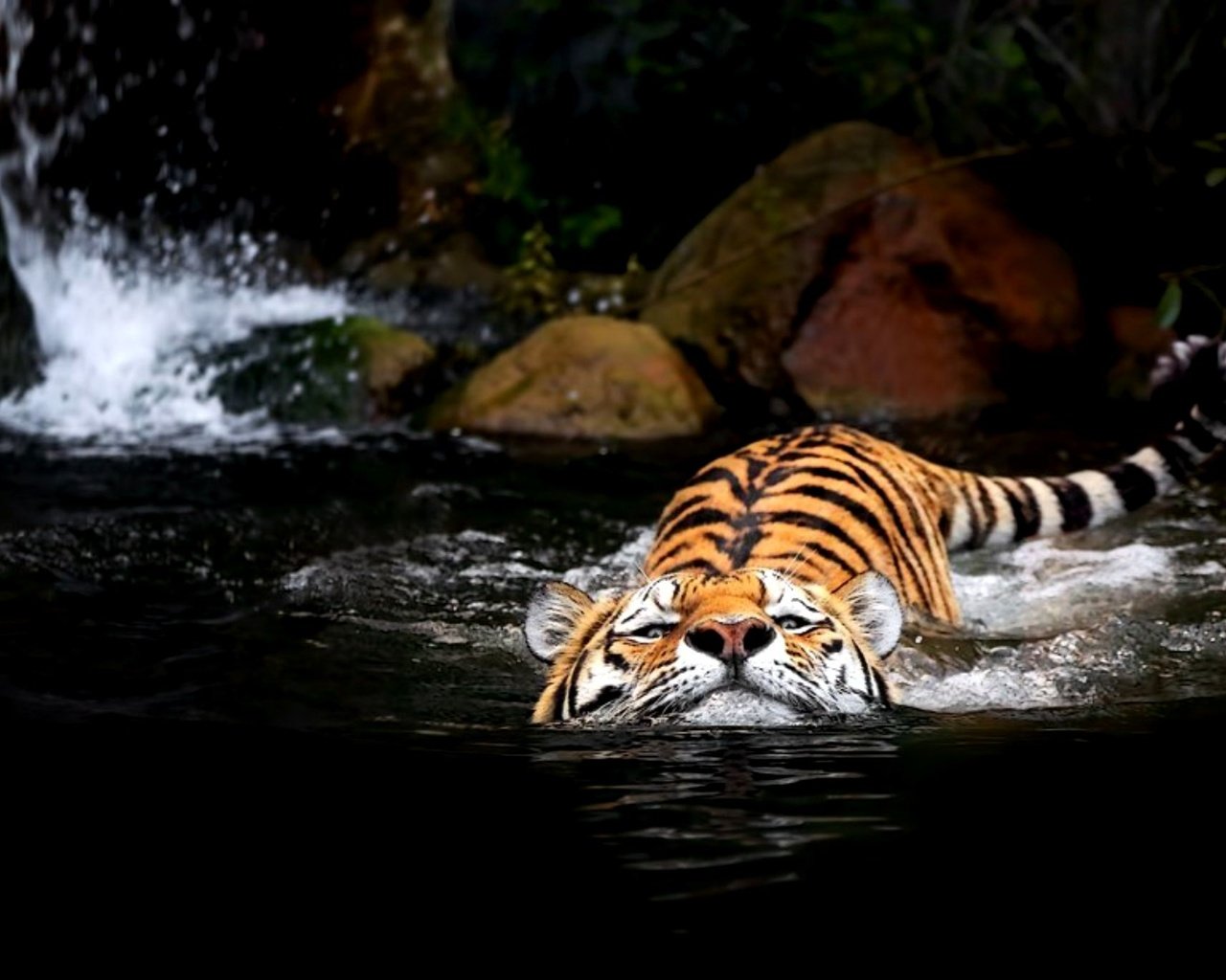 Обои тигр, вода, tiger, water разрешение 2000x1369 Загрузить