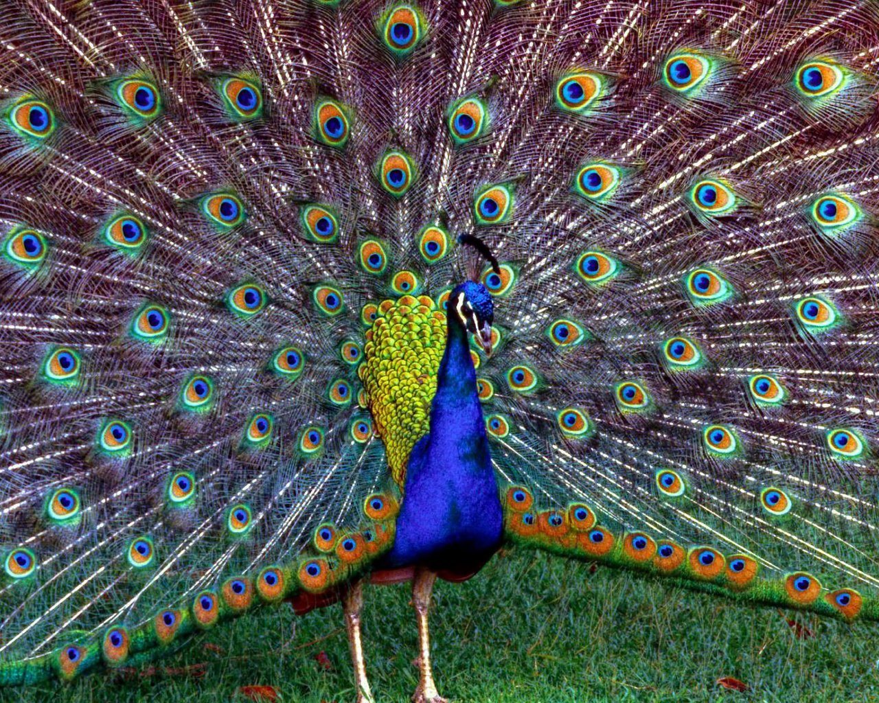 Обои трава, птица, павлин, перья, красивый, хвост, grass, bird, peacock, feathers, beautiful, tail разрешение 1920x1200 Загрузить