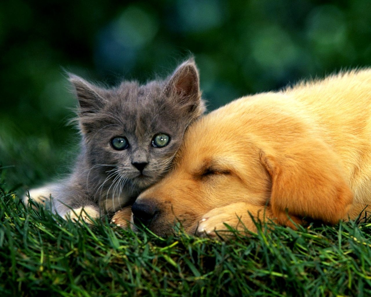 Обои кошка, котенок, пушистый, собака, лабродор, cat, kitty, fluffy, dog, labrador разрешение 2000x1600 Загрузить