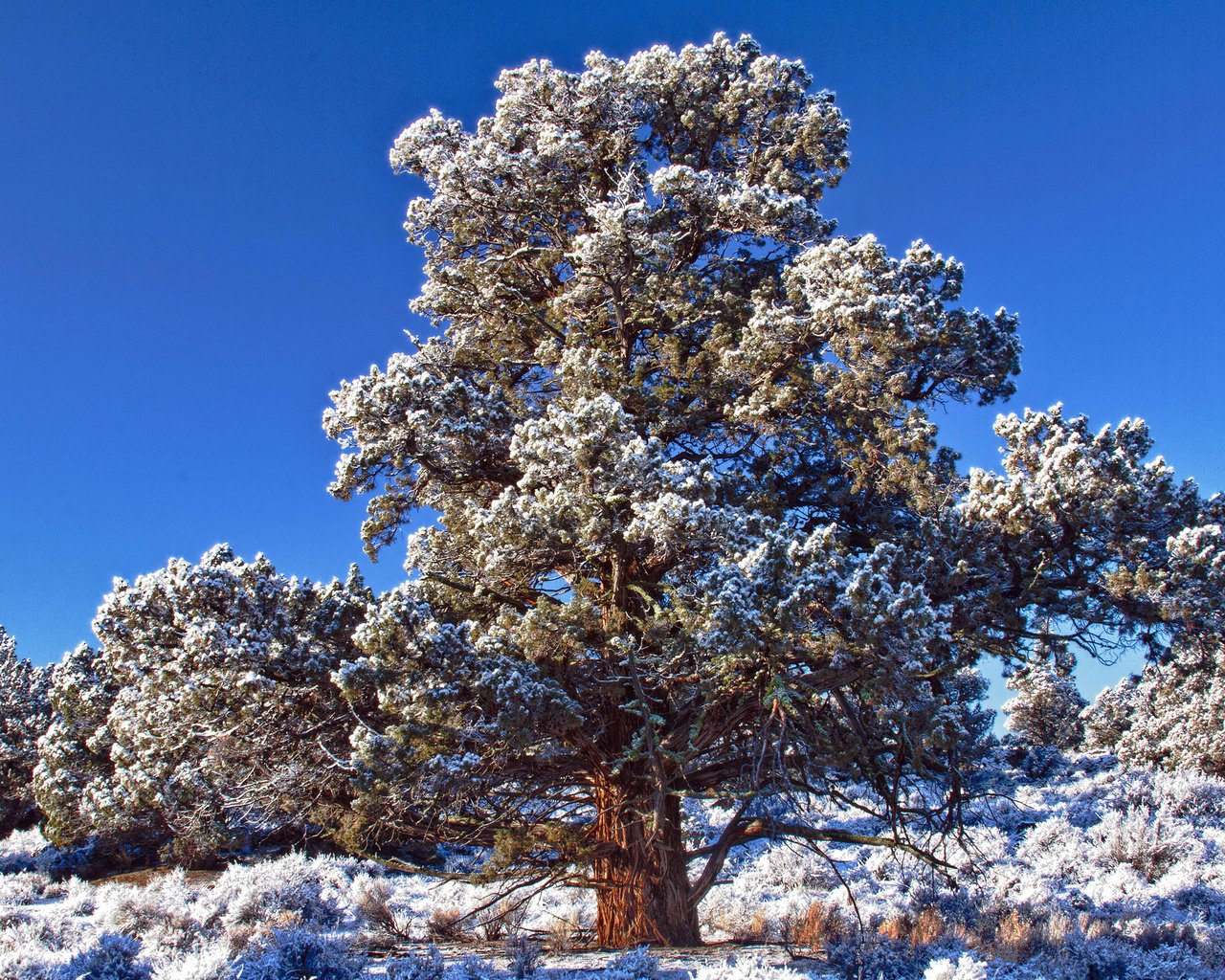 Обои небо, снег, дерево, зима, иней, день, синее, морозный, the sky, snow, tree, winter, frost, day, blue, frosty разрешение 2560x1600 Загрузить