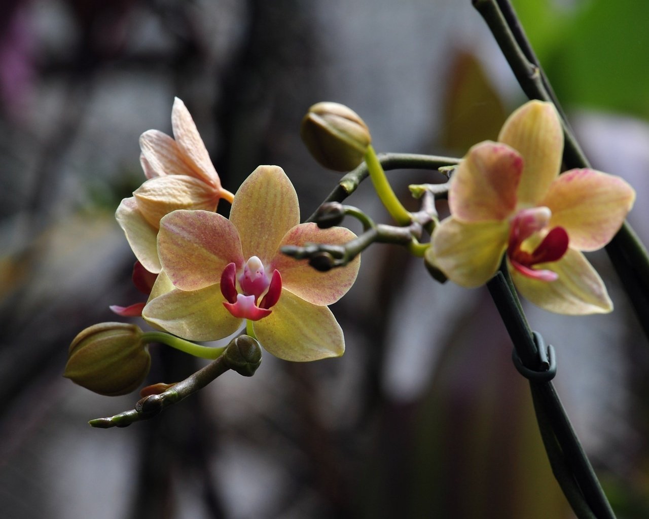 Обои фото, цветок, орхидея, cvetok, foto, orxideya, photo, flower, orchid разрешение 1920x1200 Загрузить