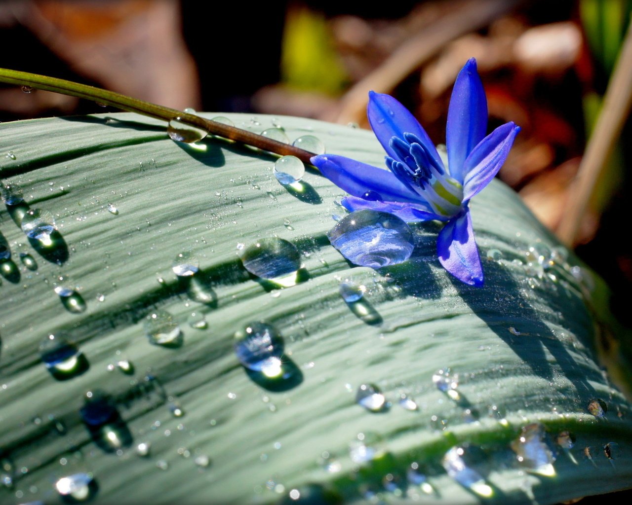 Обои цветок, капли, лист, flower, drops, sheet разрешение 1920x1254 Загрузить