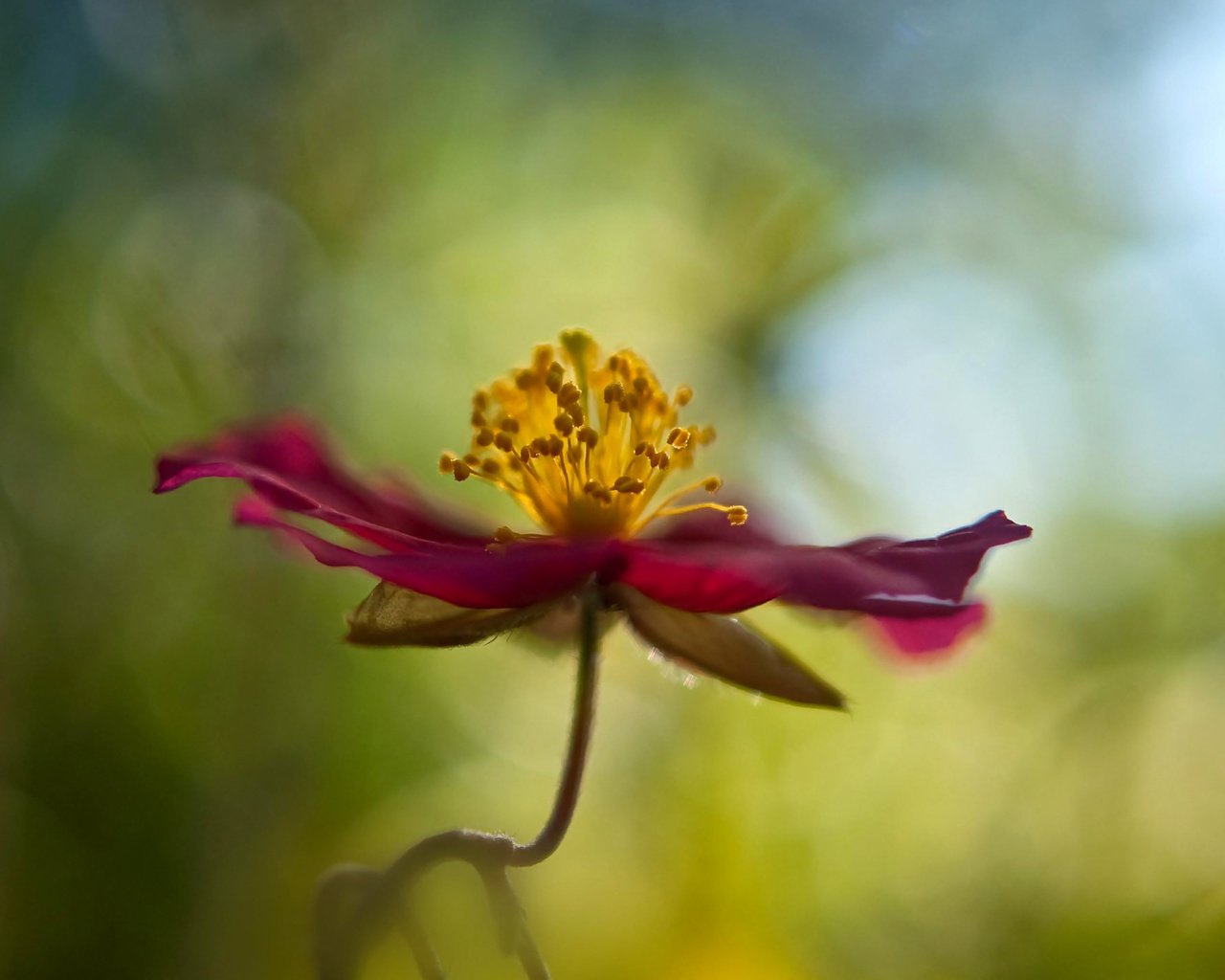 Обои макро, цветок, лепестки, стебель, боке, cvetok, makro, boke, macro, flower, petals, stem, bokeh разрешение 1920x1200 Загрузить