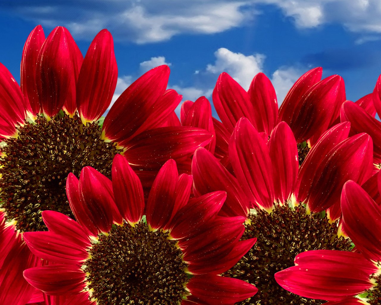 Обои цветы, лепестки, красные, подсолнухи, nebo, podsolnux, krasnye, крупным планом, flowers, petals, red, sunflowers, closeup разрешение 1920x1200 Загрузить