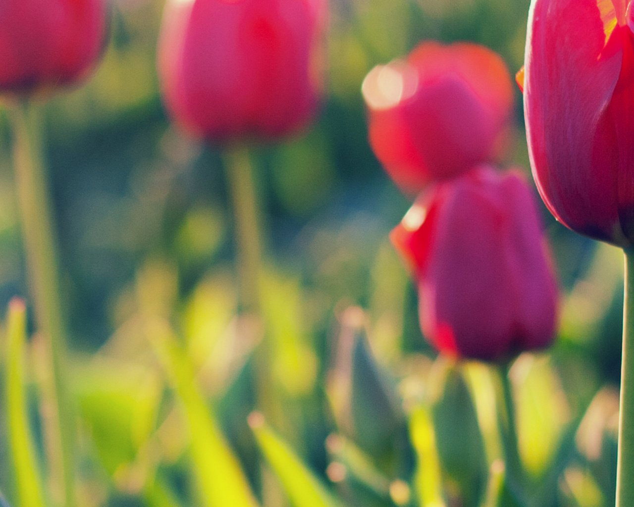 Обои цветы, тюльпаны, полюс, деревье, zheltye, tyulpany, krasnye, розмытость, леспестки, flowers, tulips, pole, f, razmytost, lepestki разрешение 3888x1280 Загрузить